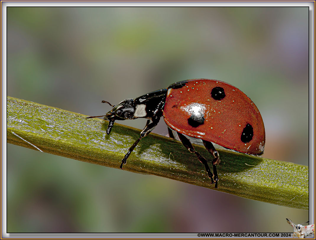 Coccinelle